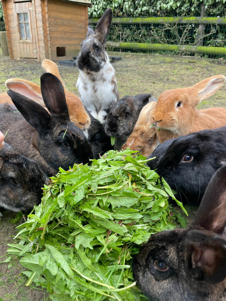 Les lapins se régalent de pissenlit dans la mini-ferme de l'hotel Ferme de la Ranconniere en Normandie