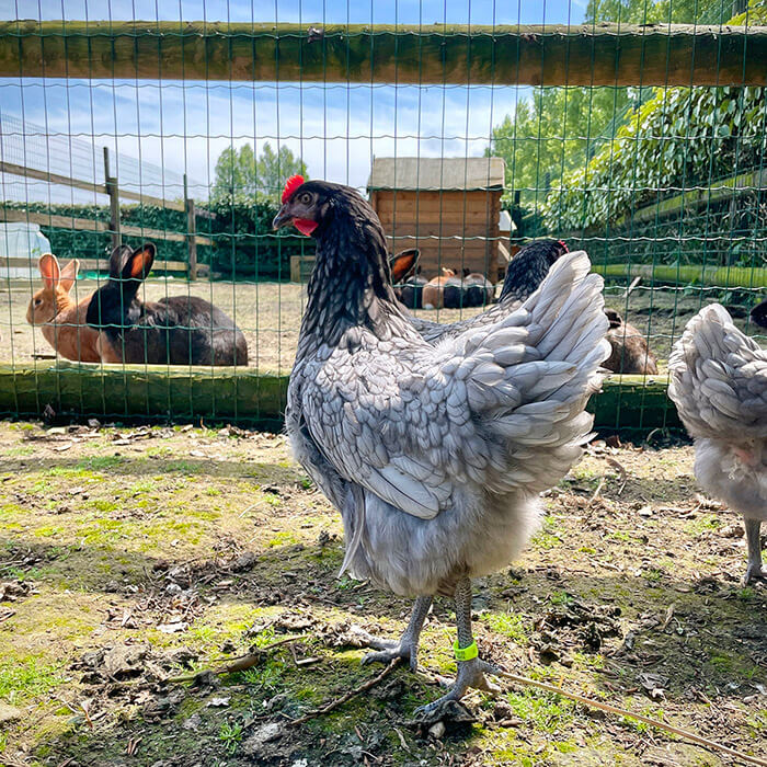 Les poules et les lapins de la mini-ferme de l'hotel pour famille Ferme de la Ranconniere en Normandie