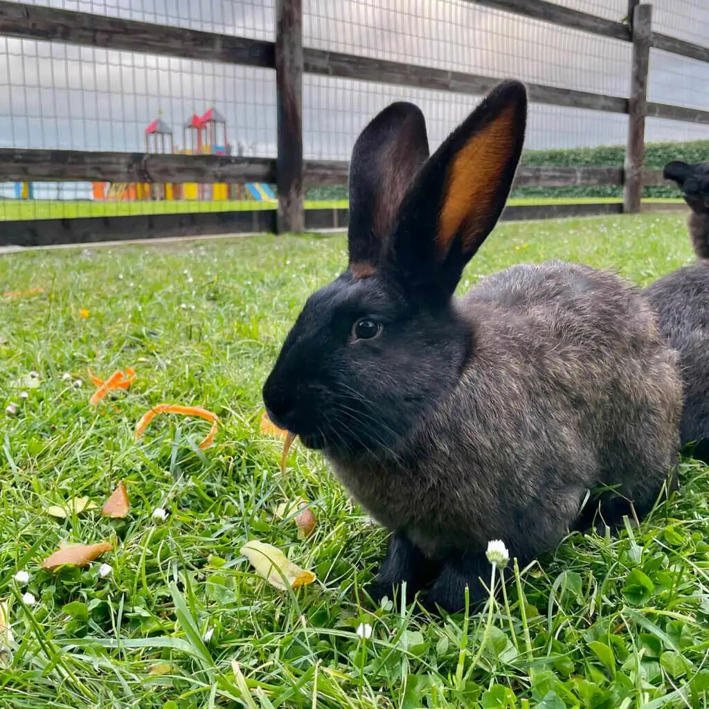 Lapin de la mini-ferme a coté de l'aire de jeux pour enfants de l'hotel famille Ferme de la Ranconniere en Normandie